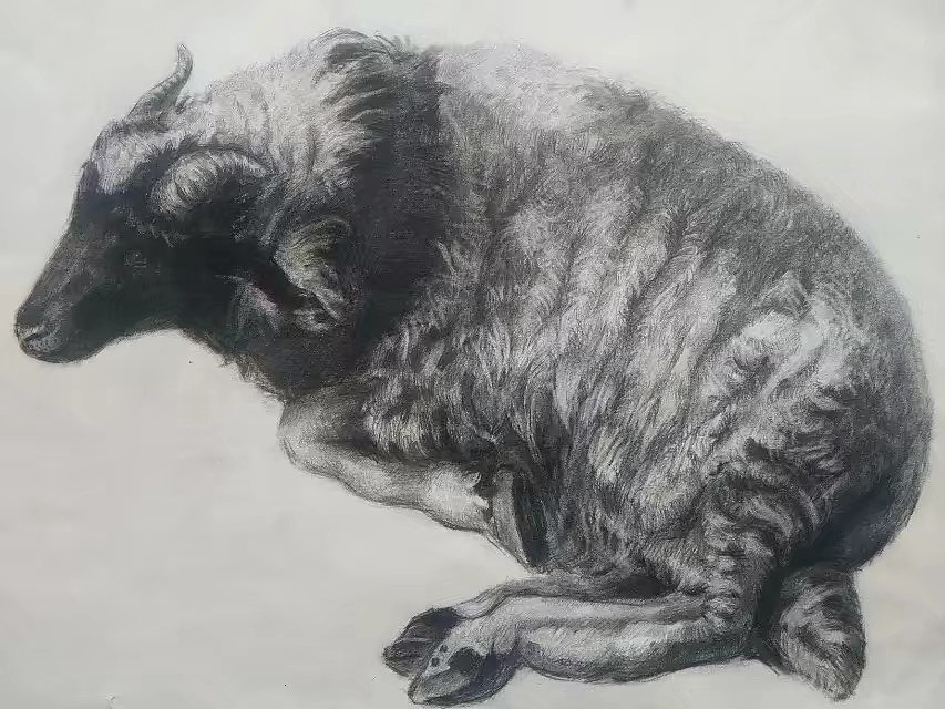 羊- 原创作品 - 站酷(zcool)