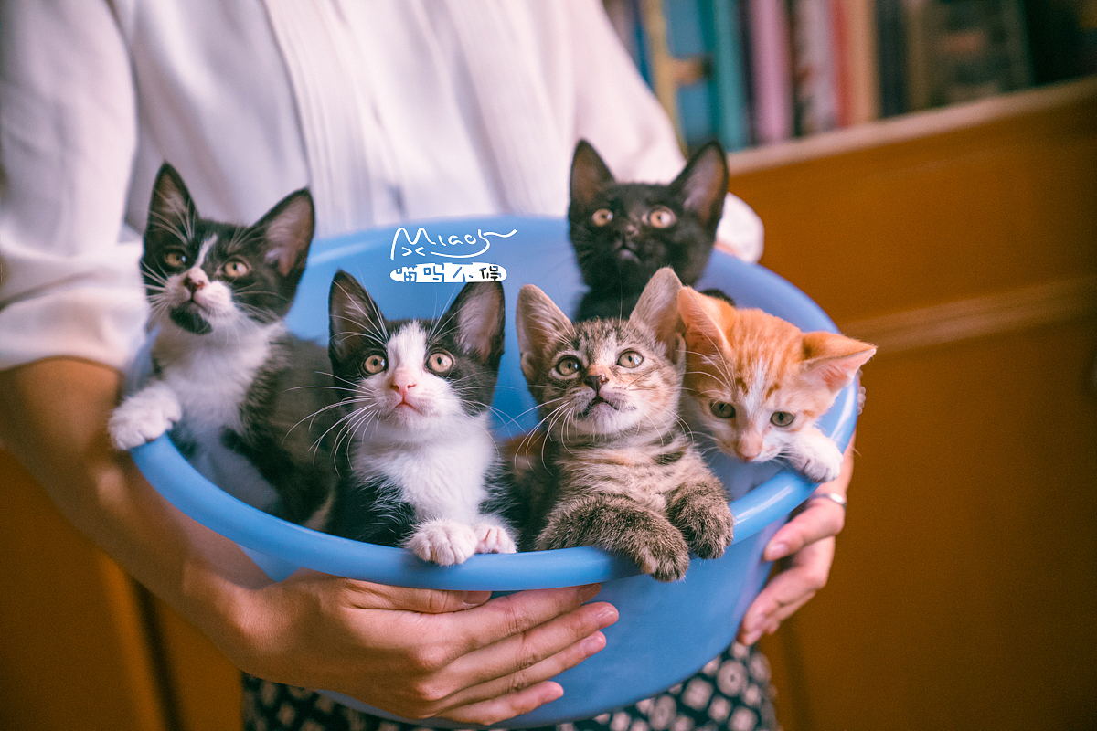 朋友家收养的奶猫们毕业啦（图ZOTAyMTAzNzI=） - 宠物摄影 - 站酷设计师喵呜不停原创素材 - 站酷ZCOOL