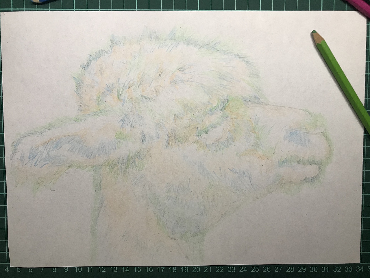 彩铅-羊驼🦙[z大笑]