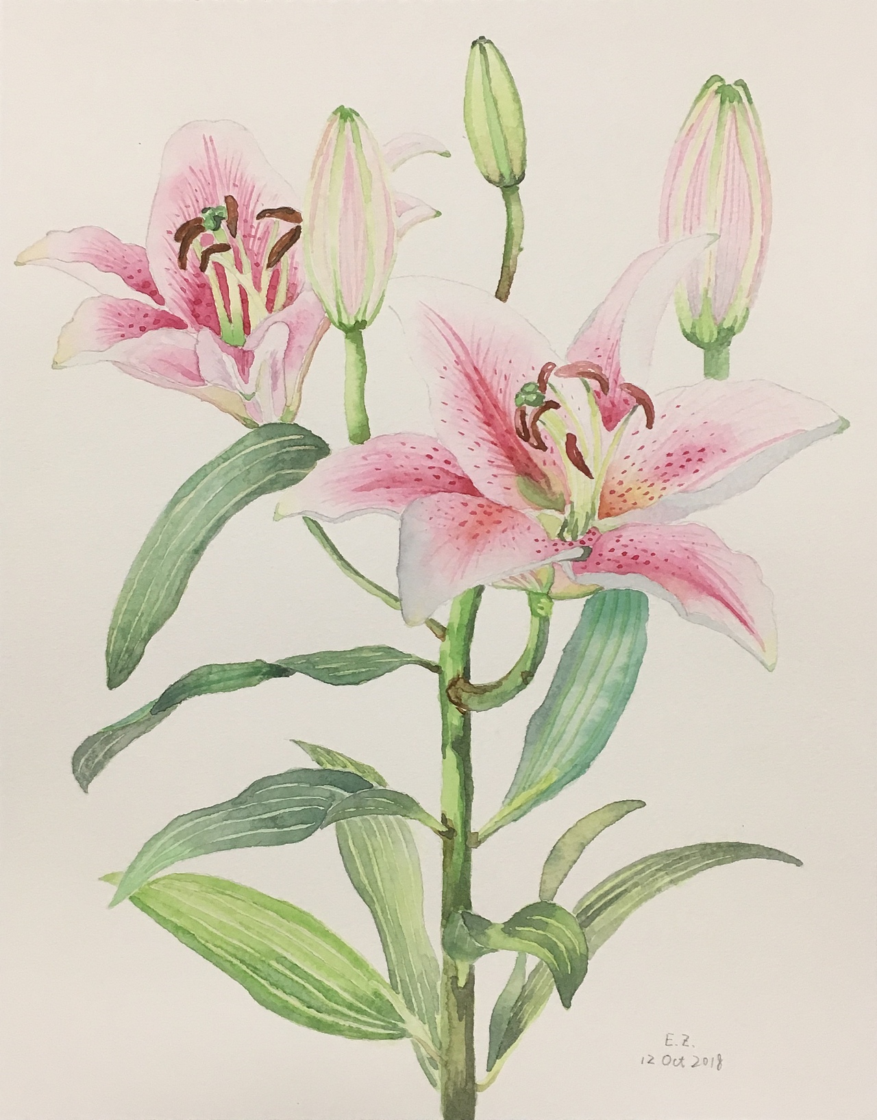 水彩 百合花（图ZMTMxMjkxMTc2） - 绘画 - 站酷设计师艾丽娜原创素材 - 站酷ZCOOL