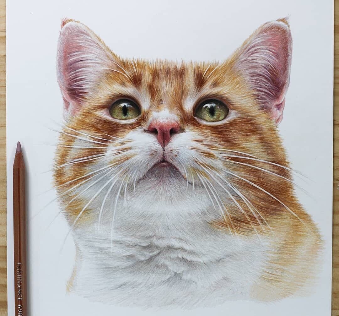 彩铅猫咪过程|纯艺术|彩铅|会画画的云 - 原创作品 - 站酷 (ZCOOL)