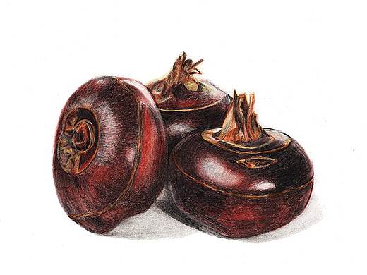 【驴大萌彩铅教程246】24节气水果手绘图鉴—立春荸荠 