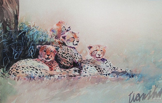 猫科动物练习（图ZNTQ5MzM1MzY=） - 创作习作 - 站酷设计师leaushown原创素材 - 站酷ZCOOL