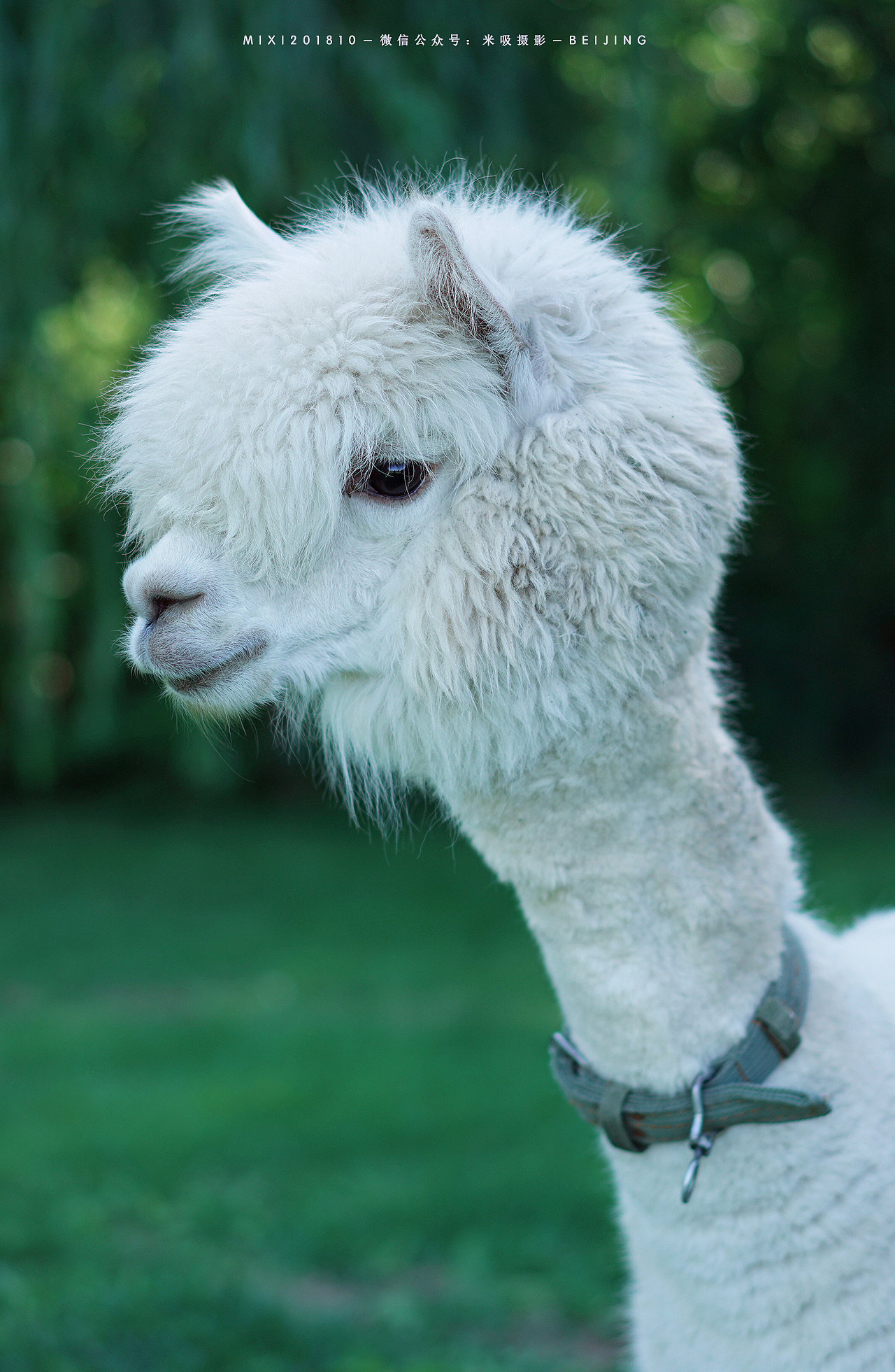 《遛猫吖》米吸摄影