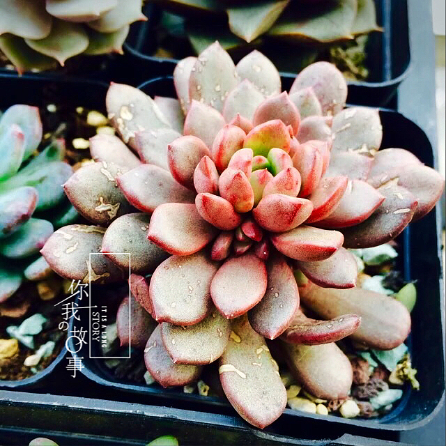 多肉植物（图ZNDI3MDUzODg=） - 产品摄影 - 站酷设计师羊羊驼驼原创素材 - 站酷ZCOOL