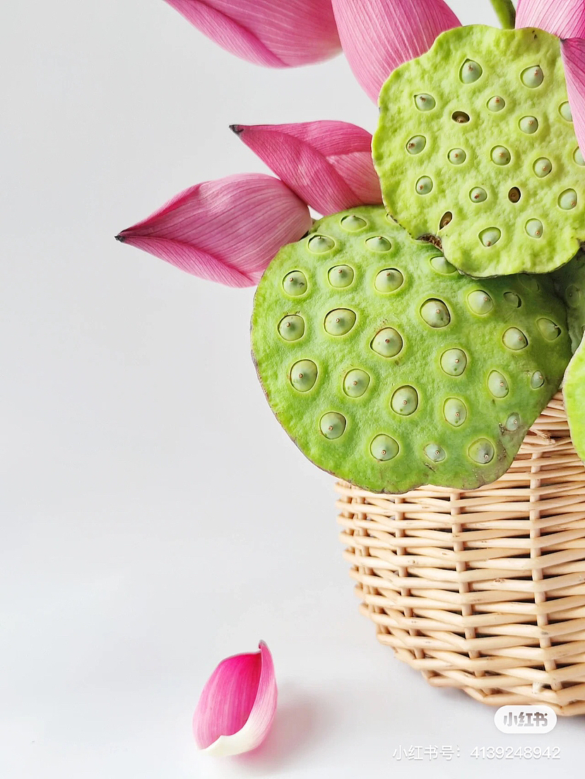 《荷花莲蓬》写生线描_云上艺术-站酷zcool