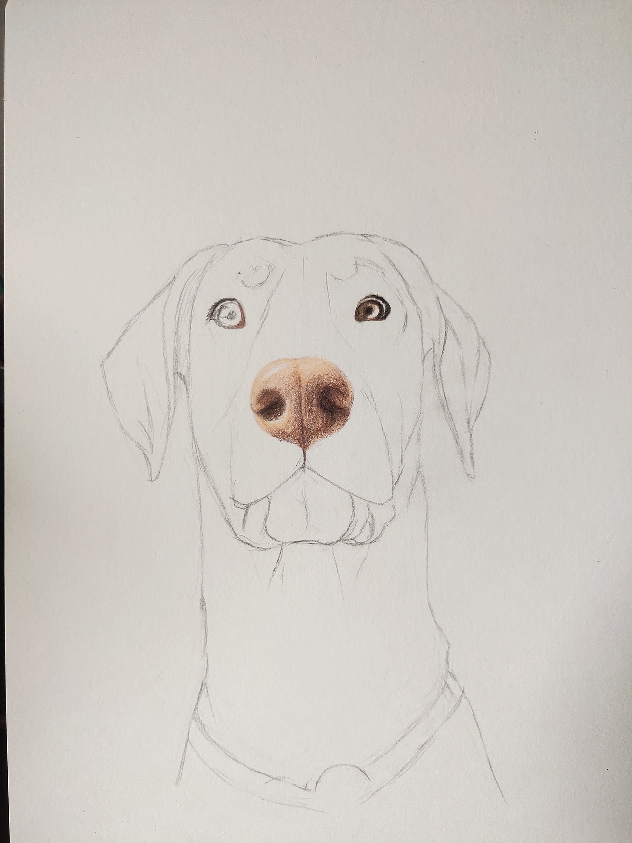 手绘狗狗 杜宾犬火锅（图ZMTk0MzQzMDky） - 绘本 - 站酷设计师我是一只斑点原创素材 - 站酷ZCOOL