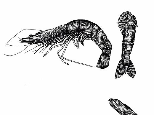 版画 手绘黑白画 大虾