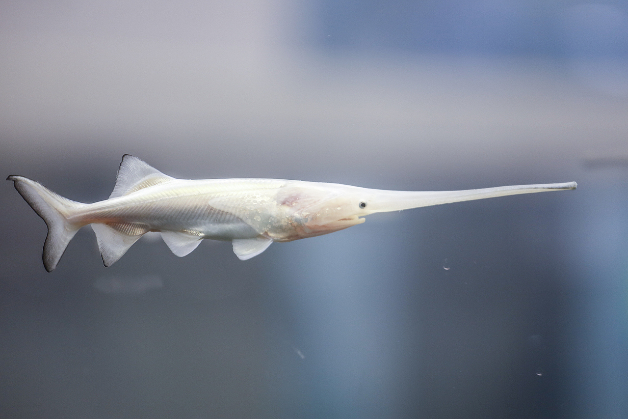 2019年5月广州琶洲华南宠物用品展