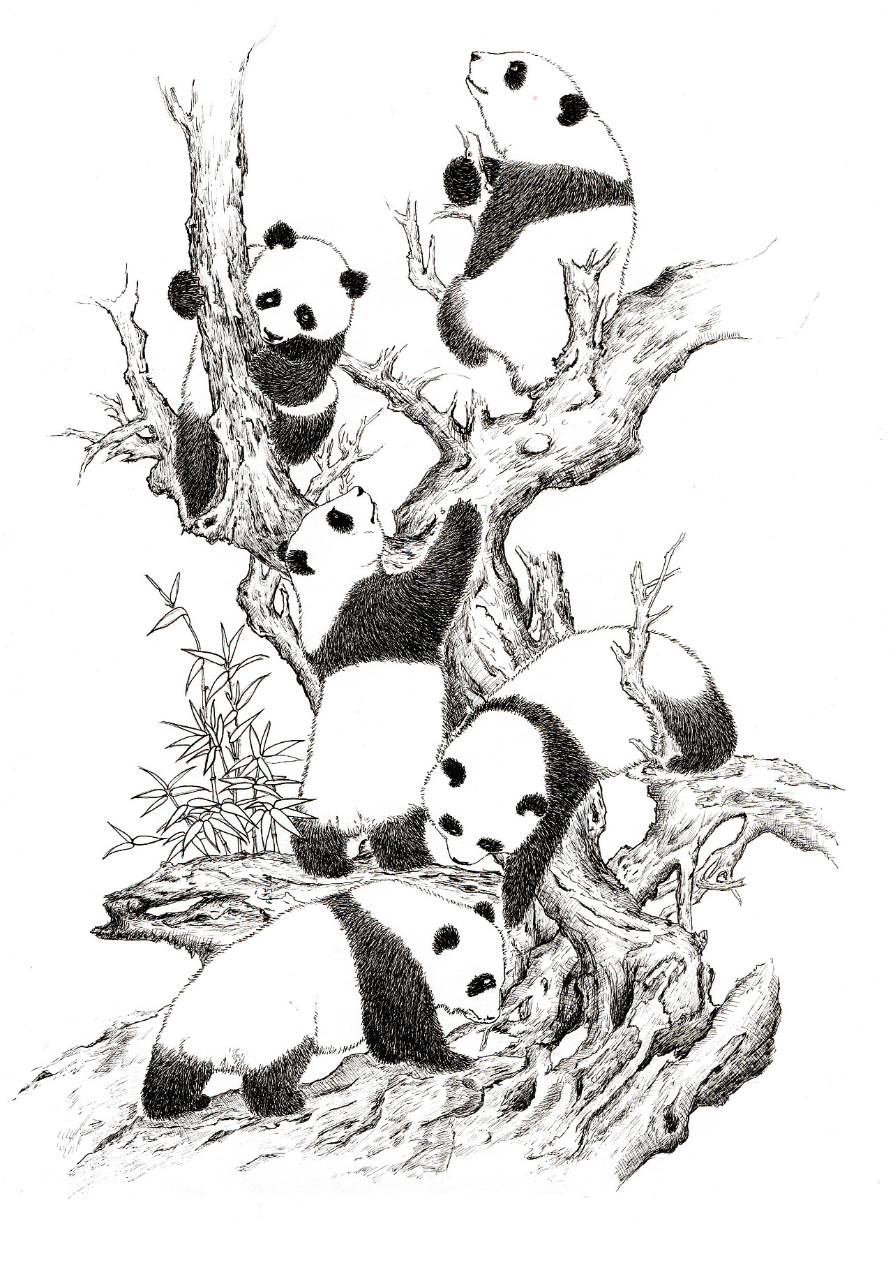 熊猫国画图片素材-编号24708415-图行天下