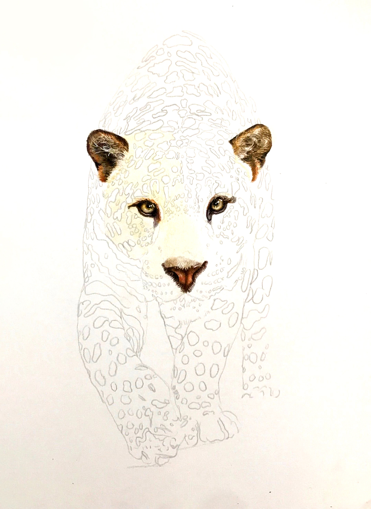 原创彩铅画霸气美洲虎