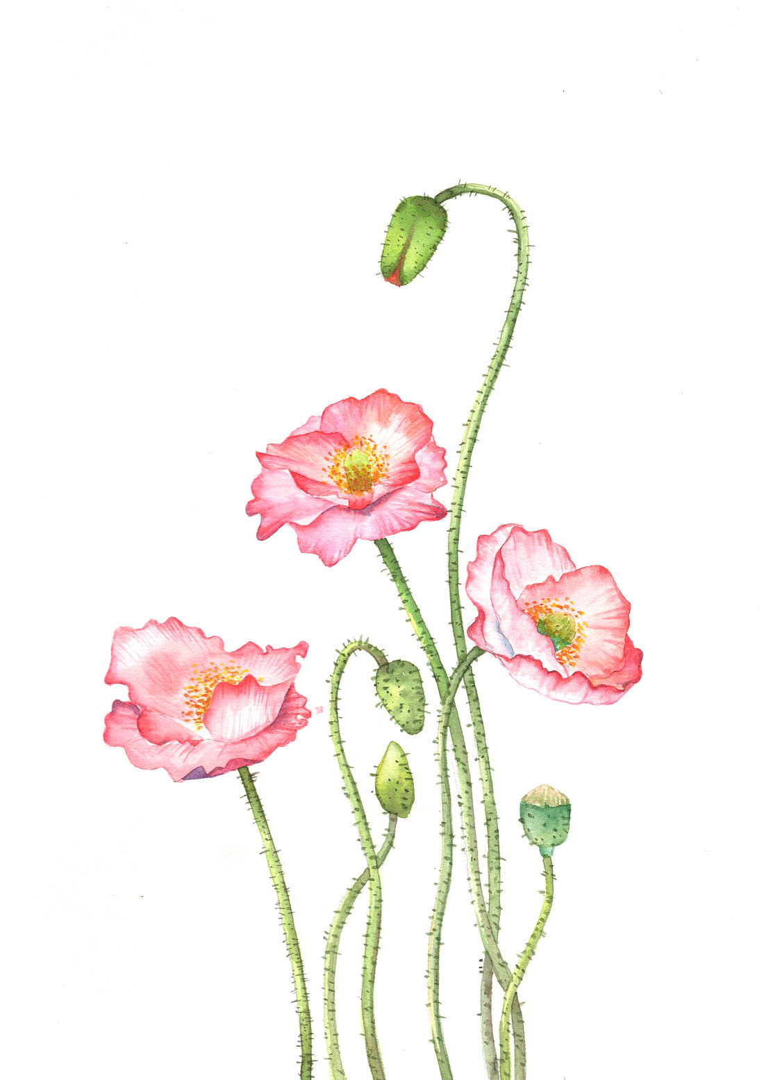 一组水彩植物花卉