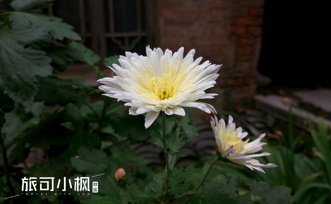 春华秋实,秋天的华美转身,周末用手机摄影拍下身边的美