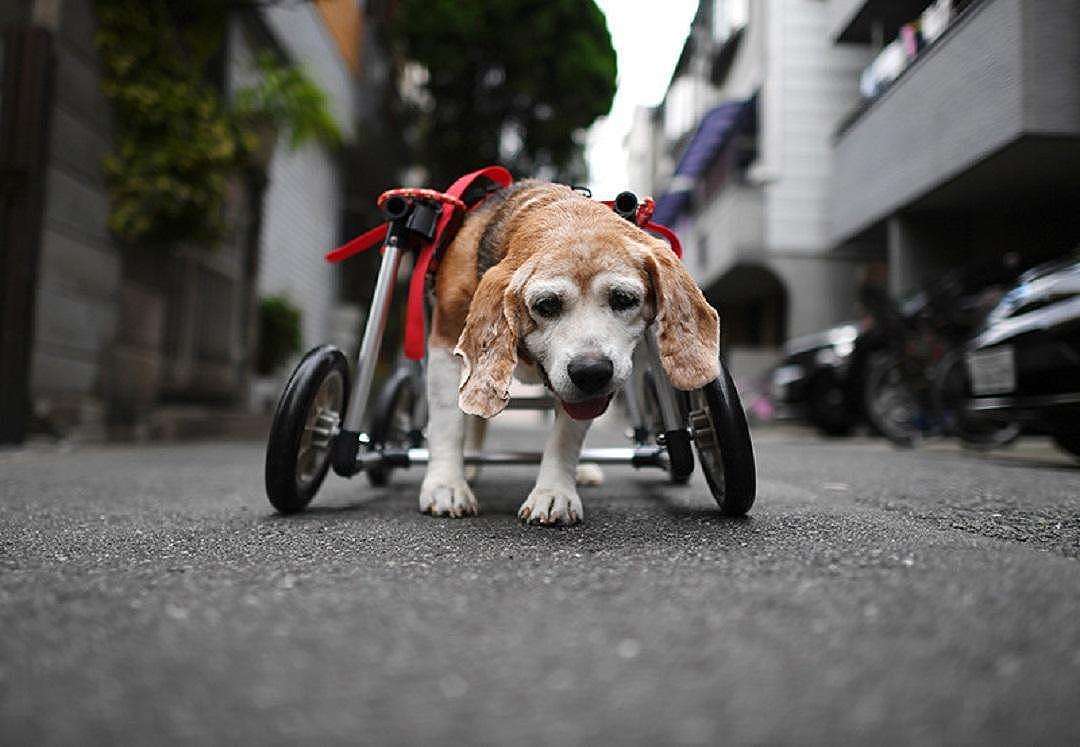 红点概念奖:充气狗轮椅 Air Restand