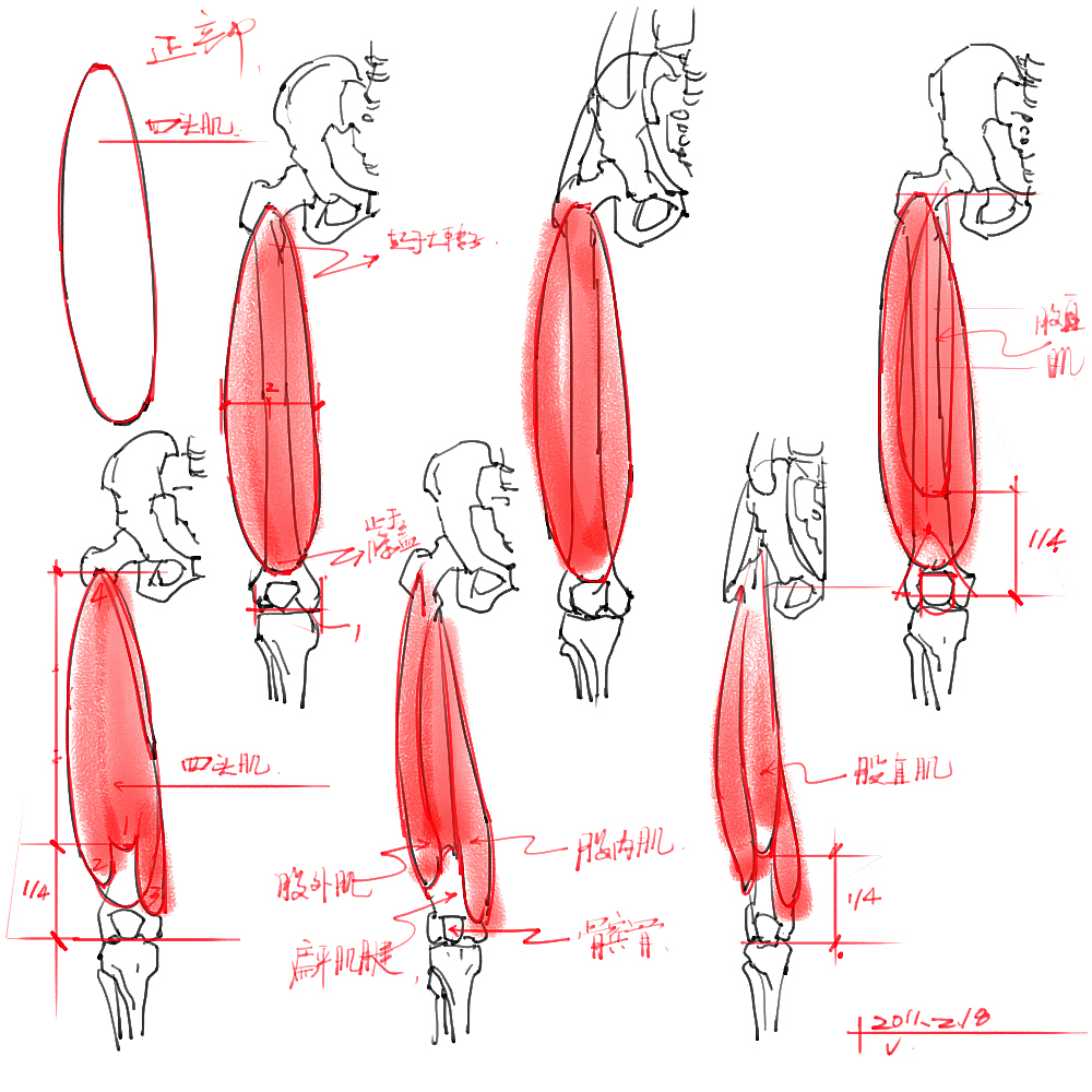 「素材」分享一波绘画专用人体解剖素材 part 04