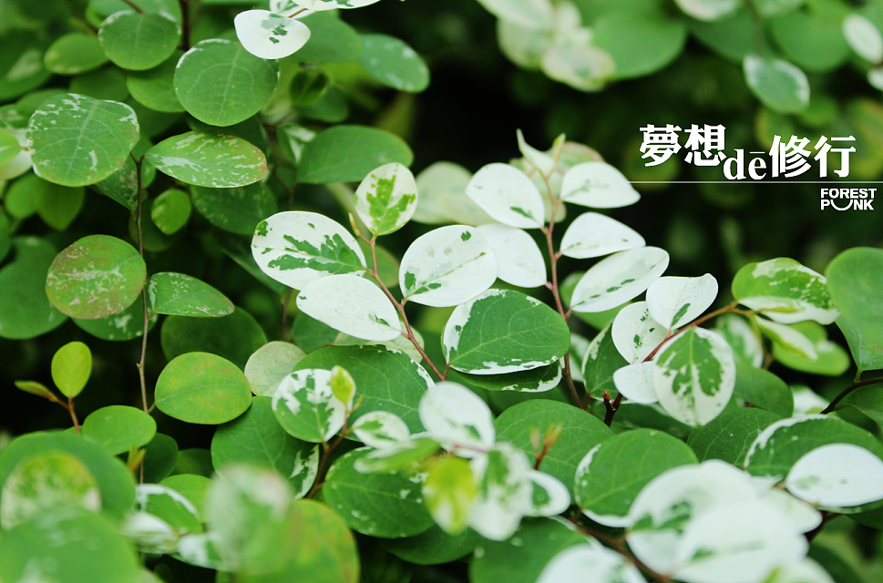 梦想de修行 系列之初起（图ZODA1OTY4MA==） - 绘画 - 站酷设计师自由的猞猁原创素材 - 站酷ZCOOL