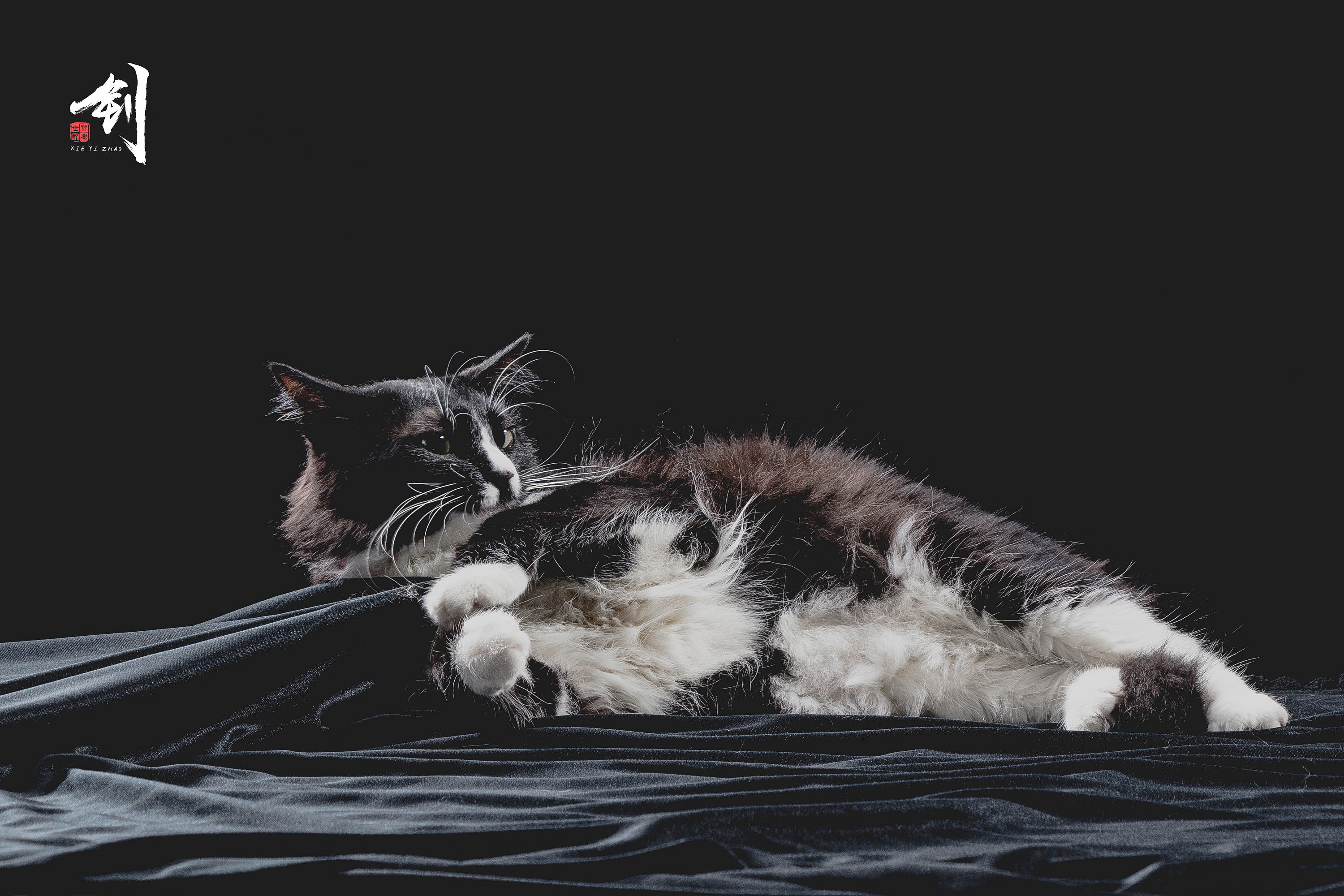 黑猫|摄影|动物|肥猫yz - 原创作品 - 站酷 (zcool)