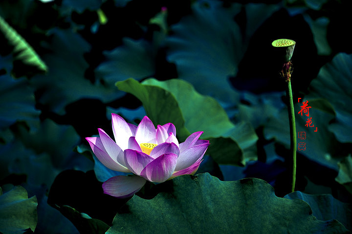 丰庆公园的荷花_西安