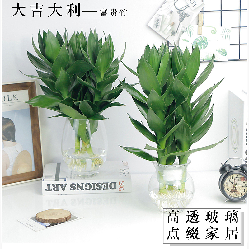 2018花卉园艺主图（图ZMTA1MzQxNjYw） - 电商 - 站酷设计师电商合成设计师原创素材 - 站酷ZCOOL