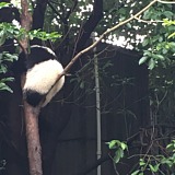 xiaoqings的头像