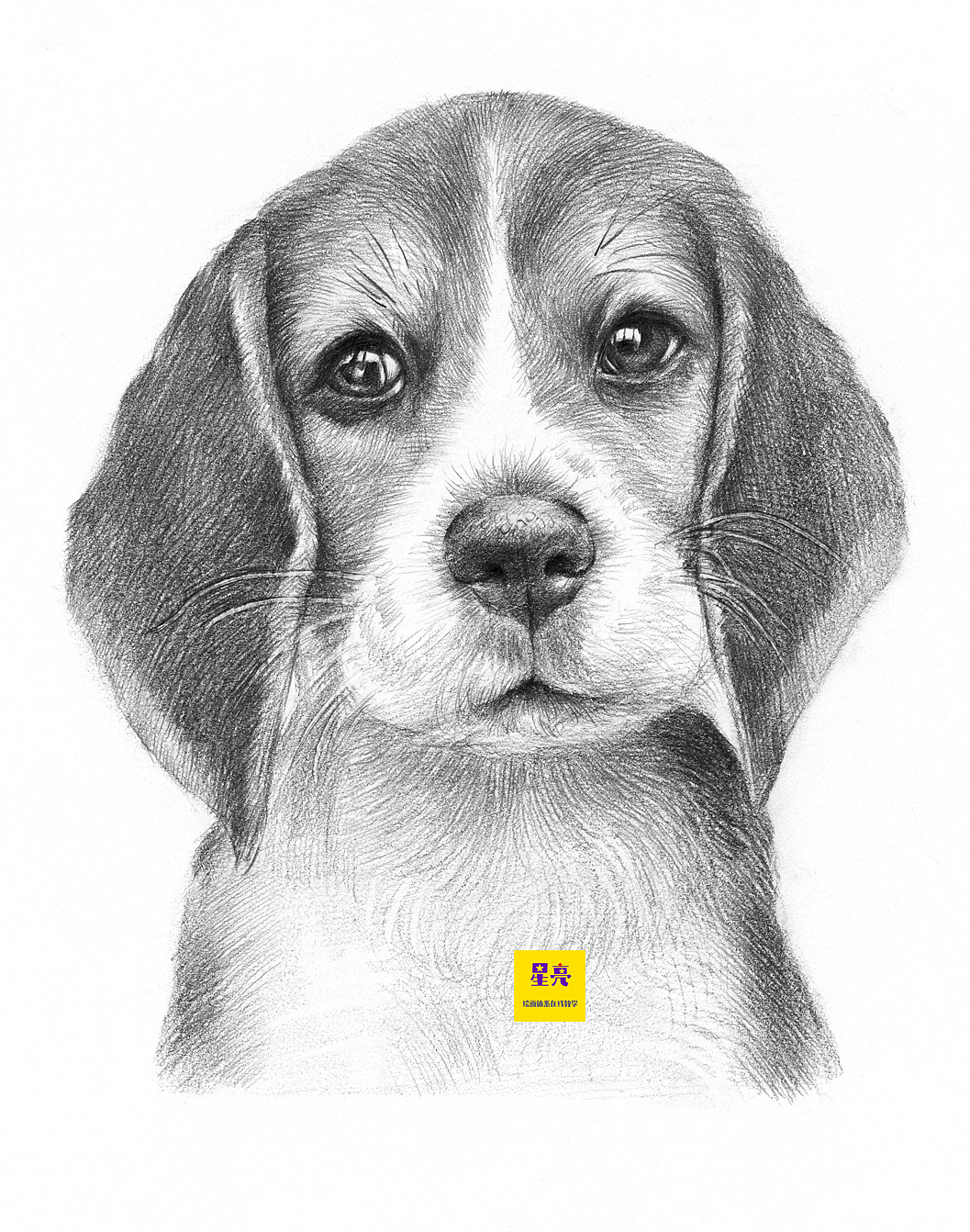 几张动物素描插画作品