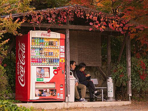 缓缓飘落的枫叶像思恋