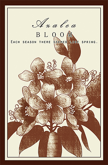 单色复古高级感插画 30张 植物花卉明信片