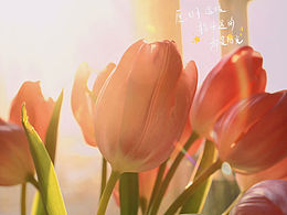 2023居家鲜花拍摄～01郁金香