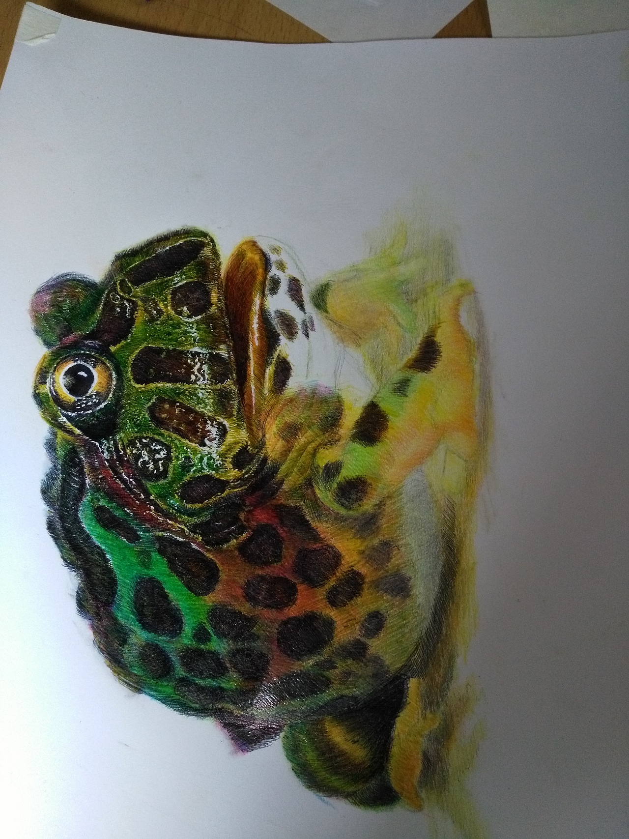 牛蛙临摹|纯艺术|绘画|yq手绘 - 原创作品 - 站酷 (zcool)