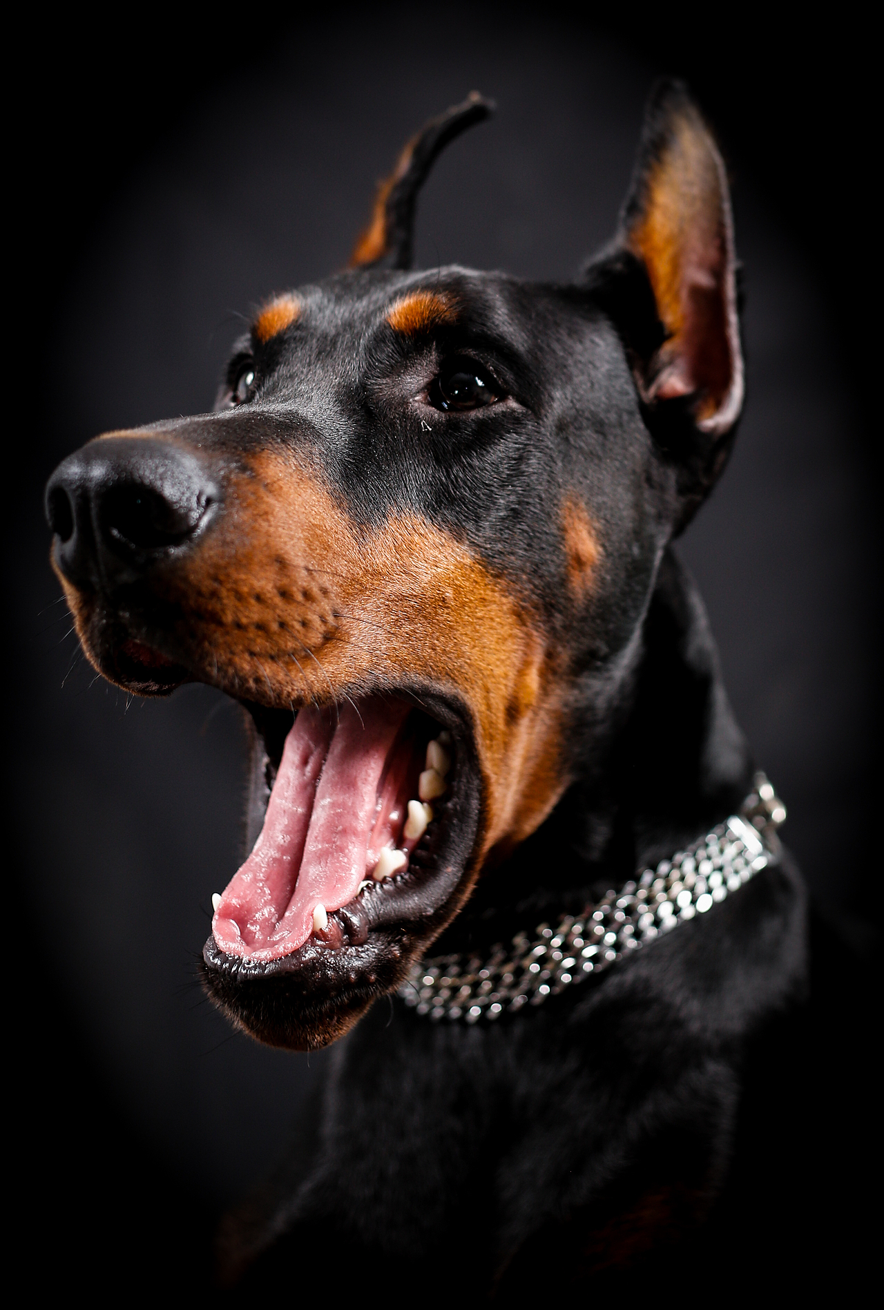 杜賓——悍馬（圖ZNzc0NjI5MjQ=） - 寵物攝影 - 站酷設(shè)計(jì)師IPet寵物攝影原創(chuàng)素材 - 站酷ZCOOL