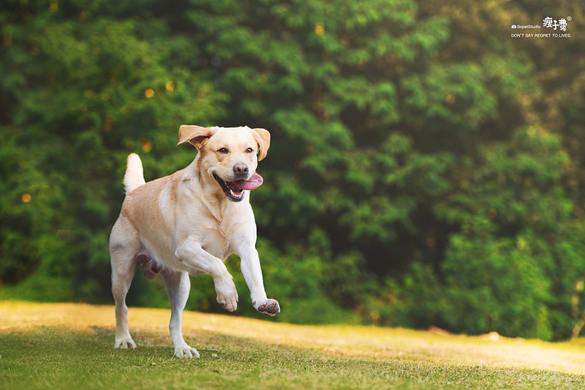 维尼的秋日计划（图ZMzE2NjA2NDgw） - 宠物摄影 - 站酷设计师瘦子费原创素材 - 站酷ZCOOL