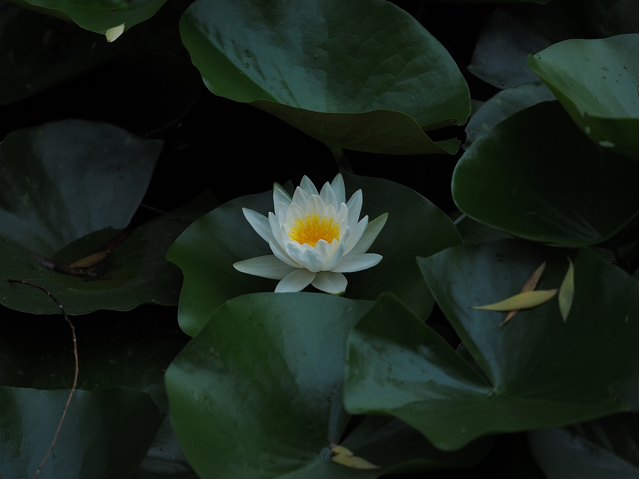 圆明园赏荷-千年古莲（图ZMjkxMDMyMjMy） - 人文/纪实摄影 - 站酷设计师代号_09原创素材 - 站酷ZCOOL