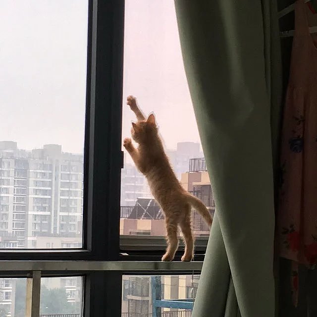 菜刀眼黄豆芽的日常（图ZODEwMzg1MzI=） - 宠物摄影 - 站酷设计师violasean原创素材 - 站酷ZCOOL