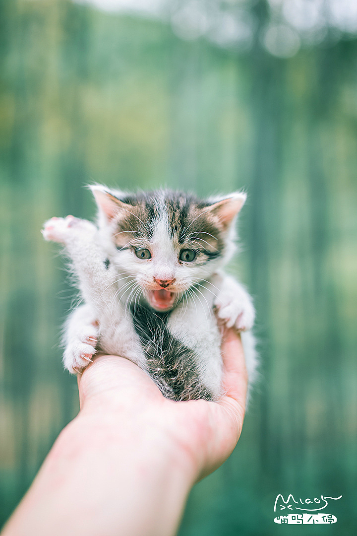 【喵呜画报】第三期