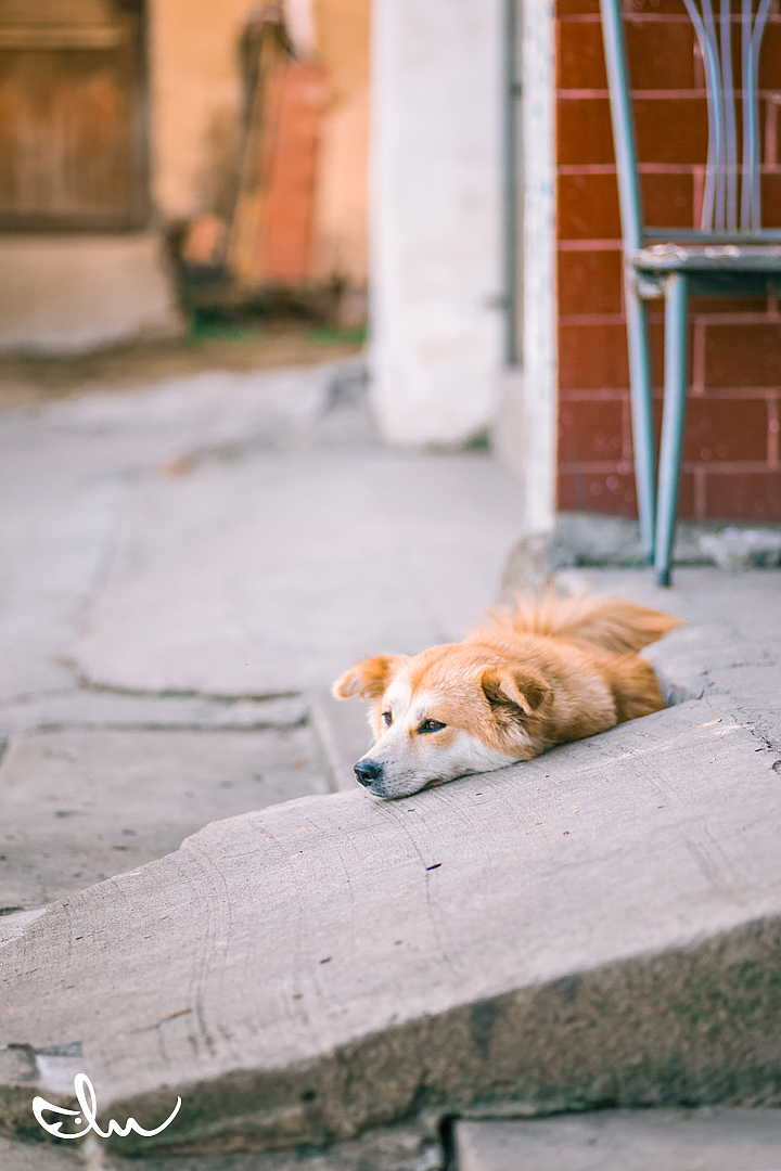 午后打盹么最惬意了