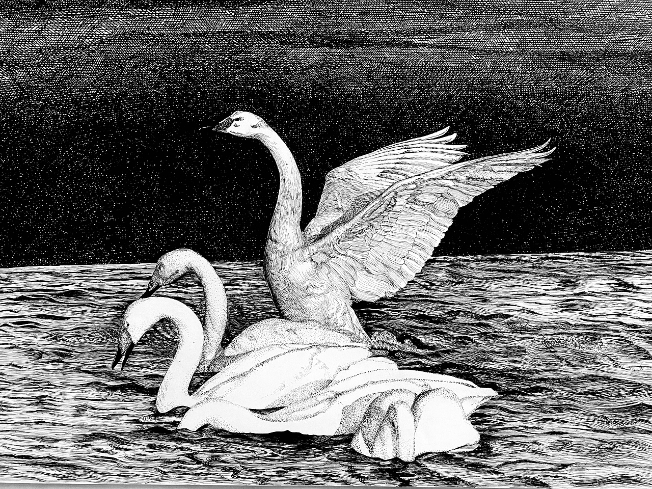 钢笔画《五朵金花》（图ZMzU4NTc3NDQ0） - 绘画 - 站酷设计师哲艺原创素材 - 站酷ZCOOL