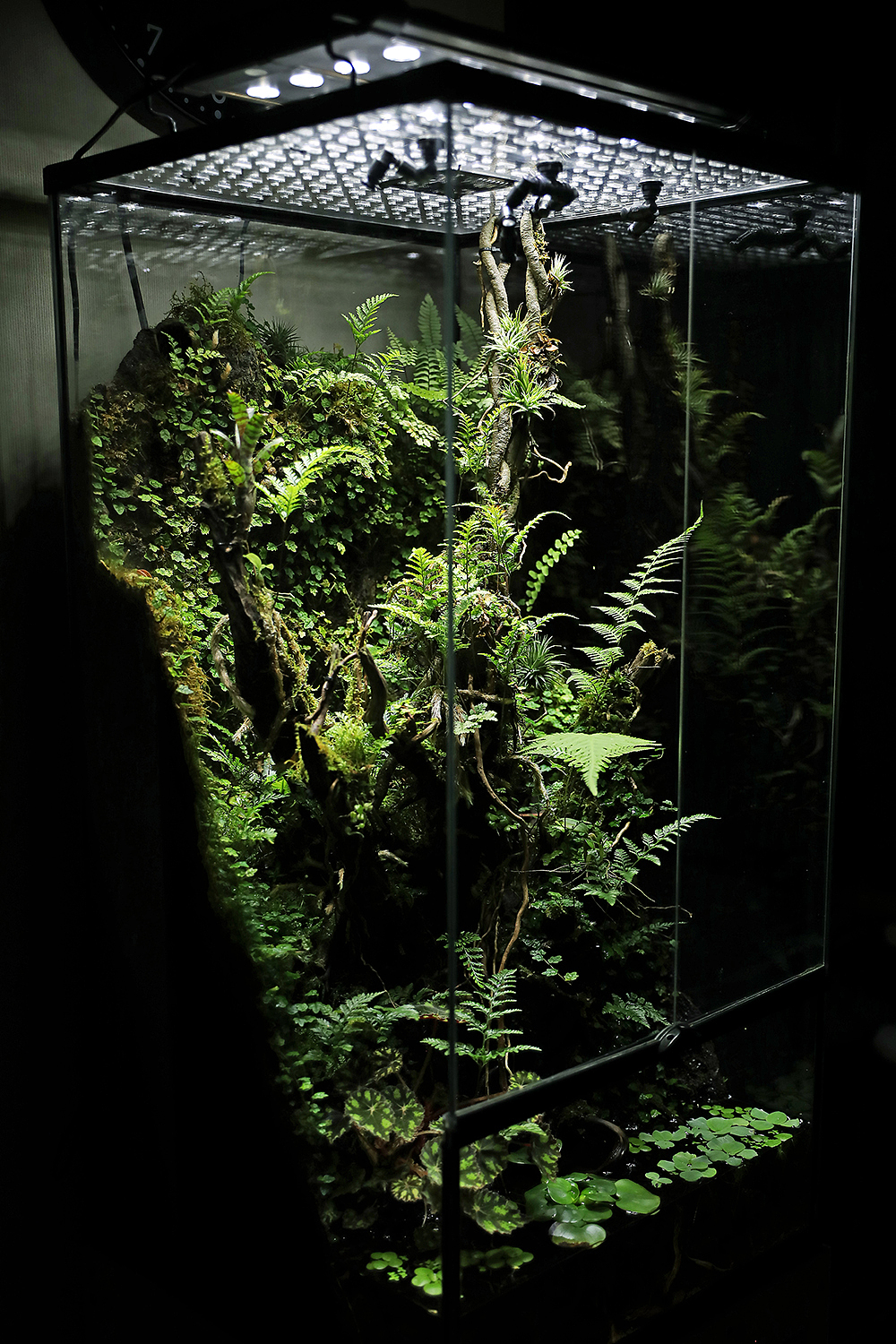 雨林造景 ‧ 来自安第斯山的私语