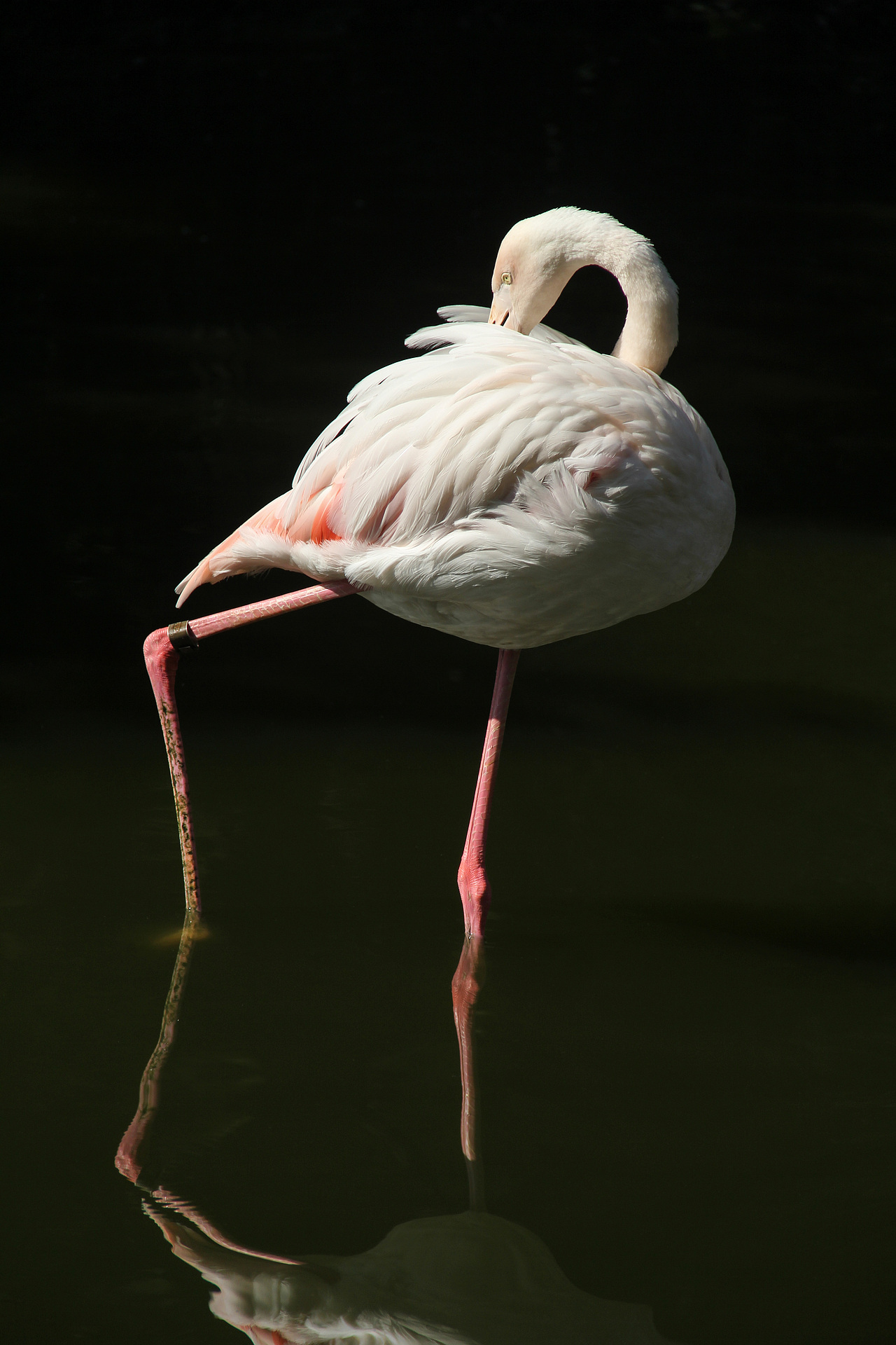 万物可爱（图ZMTk5OTY3NDQw） - 宠物摄影 - 站酷设计师小红帽JN原创素材 - 站酷ZCOOL