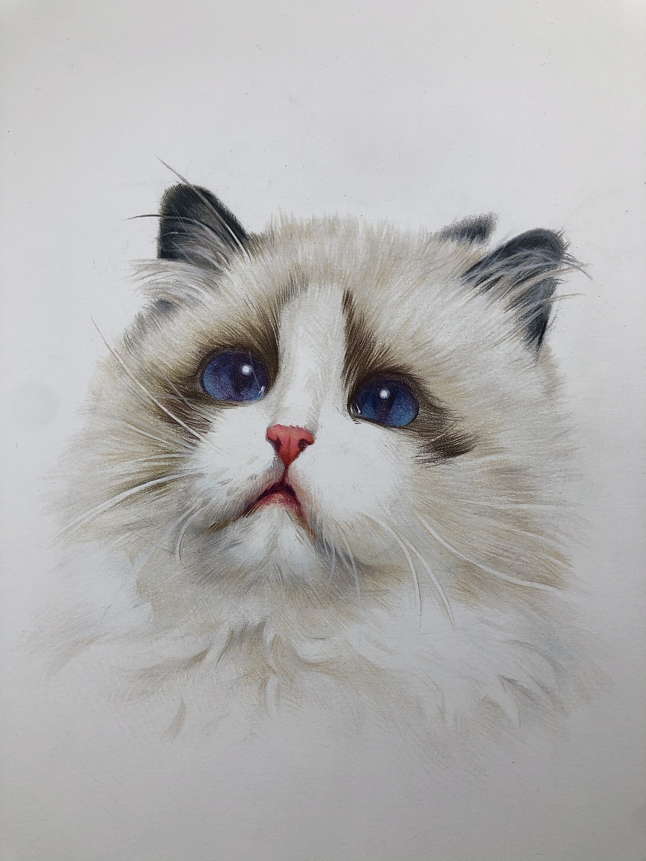 彩铅布偶猫(带步骤)