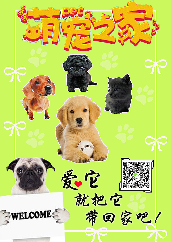 宠物店推广海报