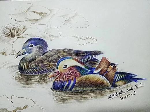 彩铅画练习《鸳鸯》