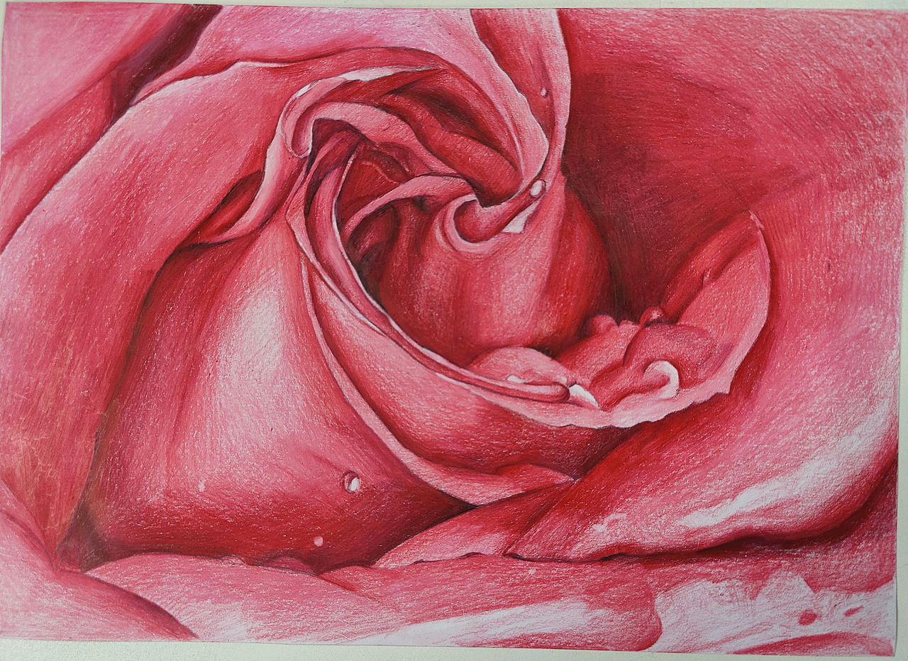 彩鉛微觀玫瑰花（圖ZMjM0MzYwMTI0） - 繪畫(huà) - 站酷設(shè)計(jì)師可小萌kiko原創(chuàng)素材 - 站酷ZCOOL