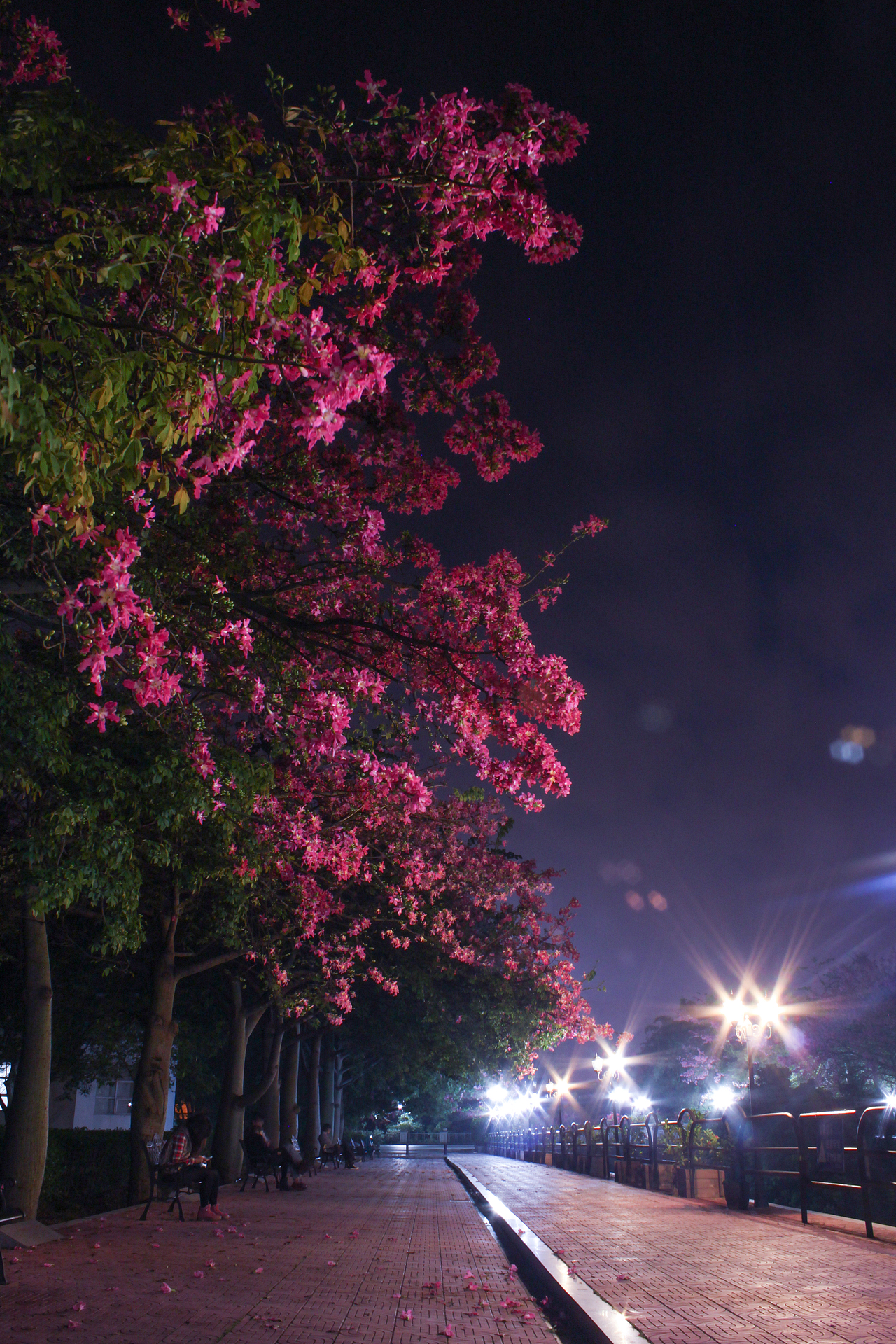广州大学华软软件学院丝木棉盛开
