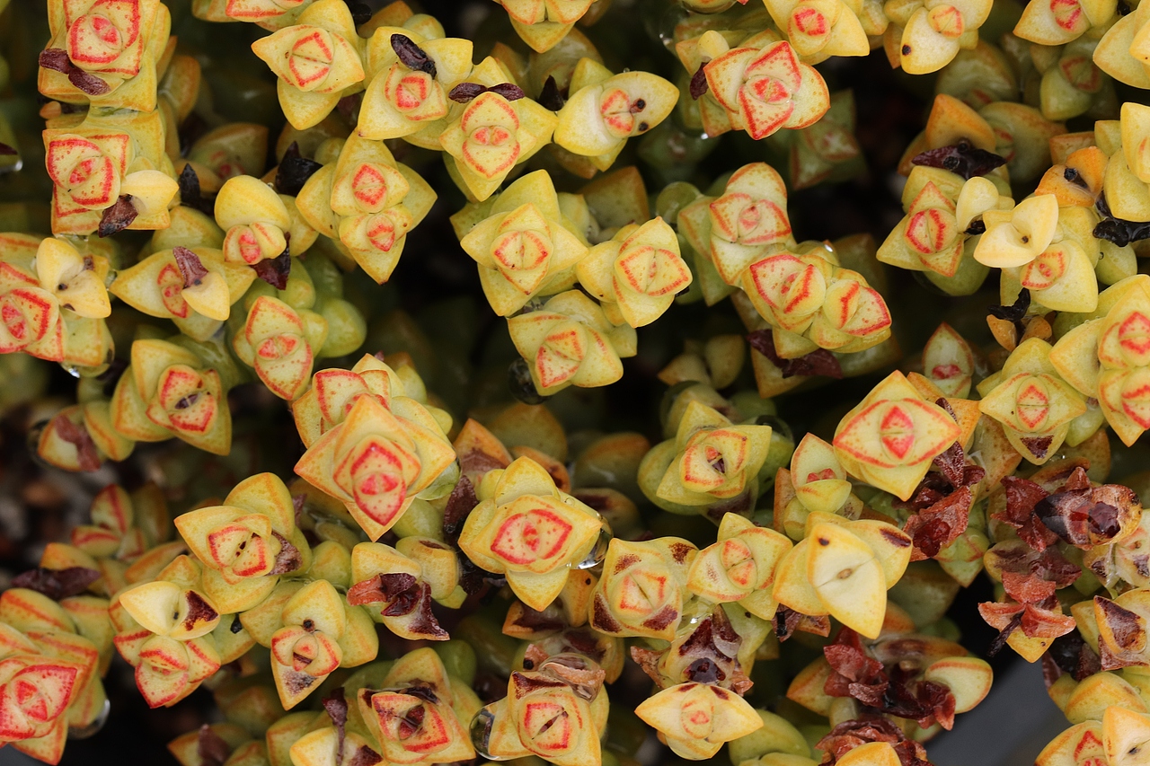 多肉（图ZMjU3MTM2MTA0） - 其他摄影 - 站酷设计师生活可爱原创素材 - 站酷ZCOOL