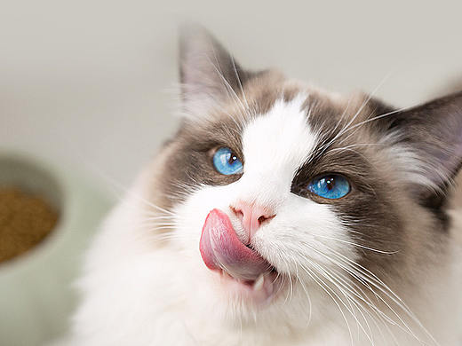 宠物猫粮