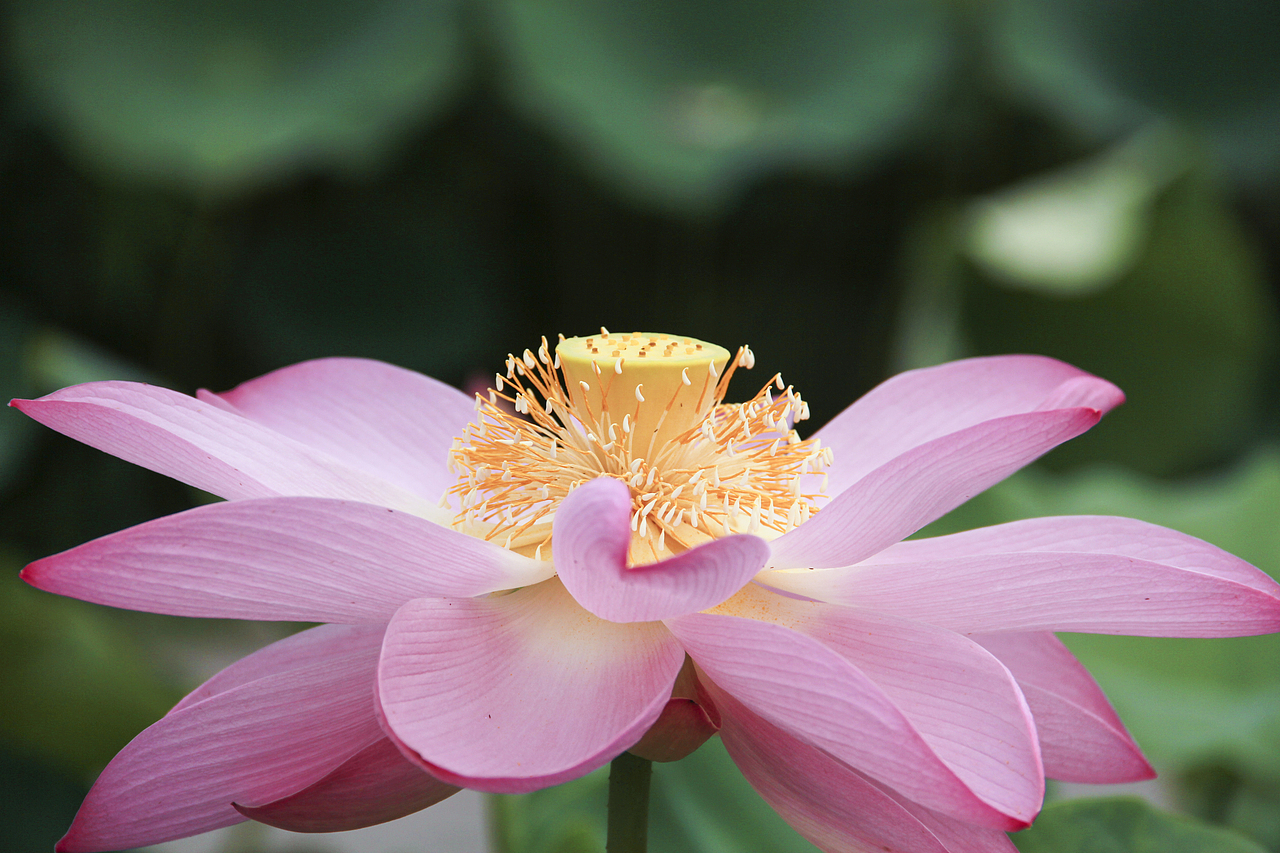 白洋淀荷花（圖ZNzA5ODY5MDQ=） - 風(fēng)光攝影 - 站酷設(shè)計(jì)師山山而川上的麥子原創(chuàng)素材 - 站酷ZCOOL