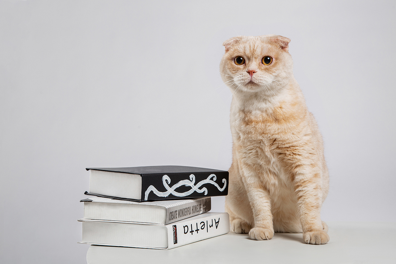 【動物照相館】合集