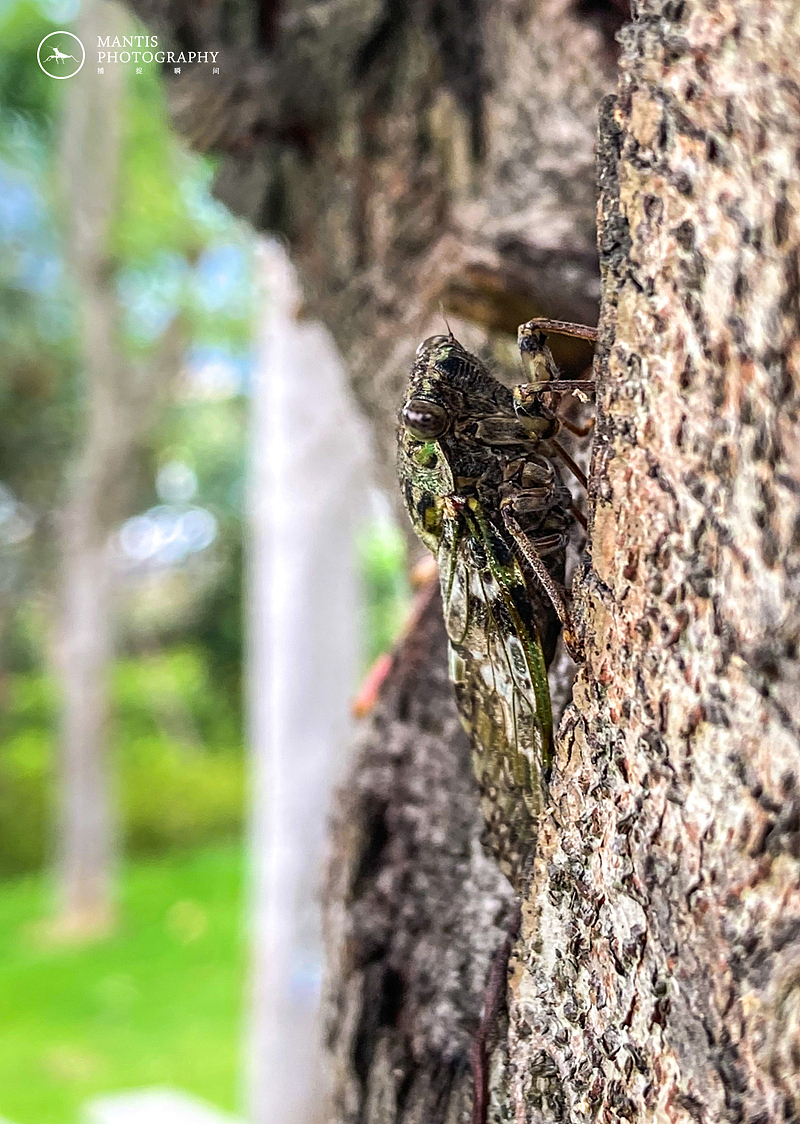 MANTIS 随拍2021（图ZMjgxNjA5NzI0） - 风光摄影 - 站酷设计师aaa62621185原创素材 - 站酷ZCOOL
