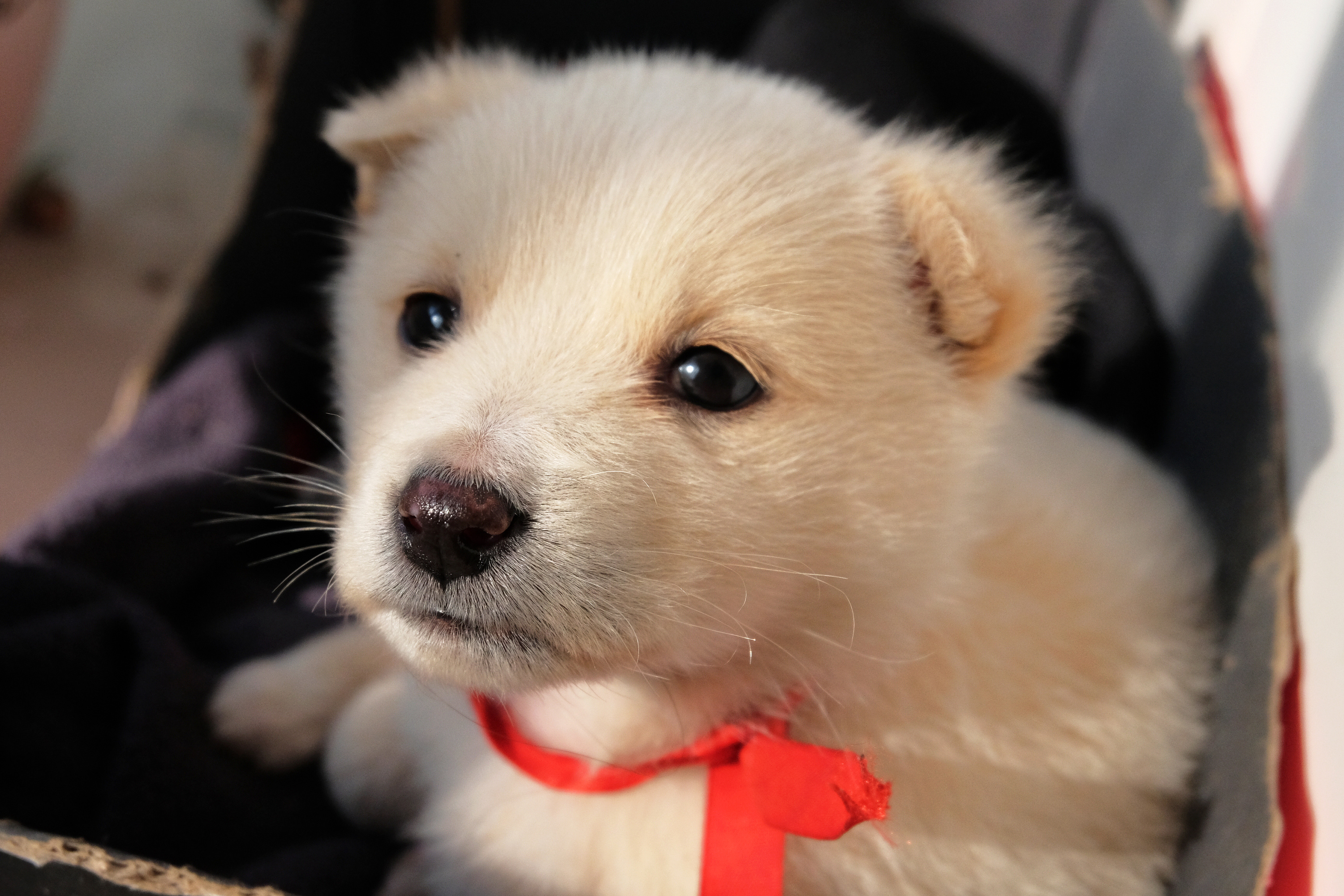 你看起来很温柔|摄影|动物|七七晒太阳 - 原创作品 - 站酷 (zcool)