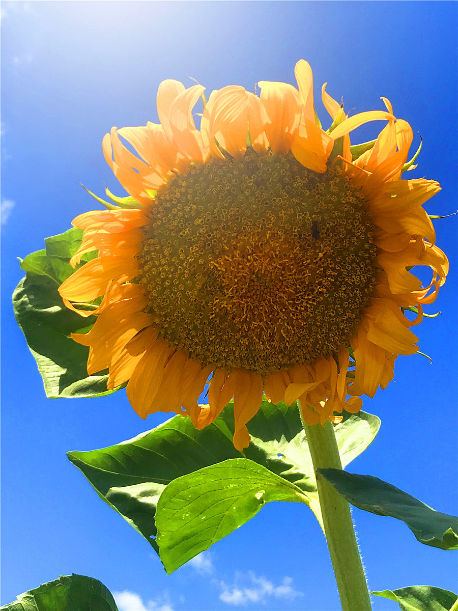 刘勇良手机纪实摄影:致敬梵高